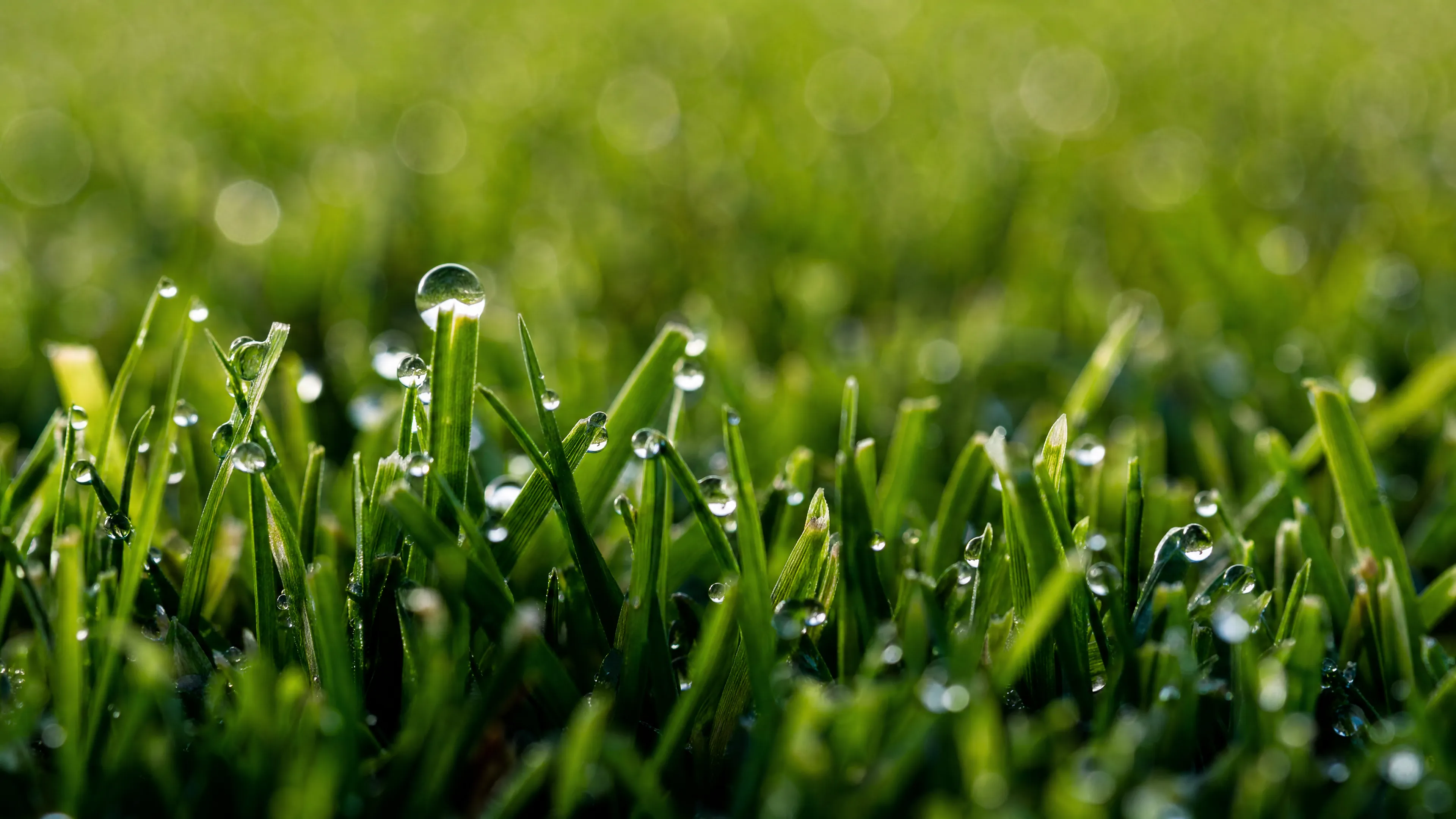 A macro close-up of dewy grass blades catching morning light