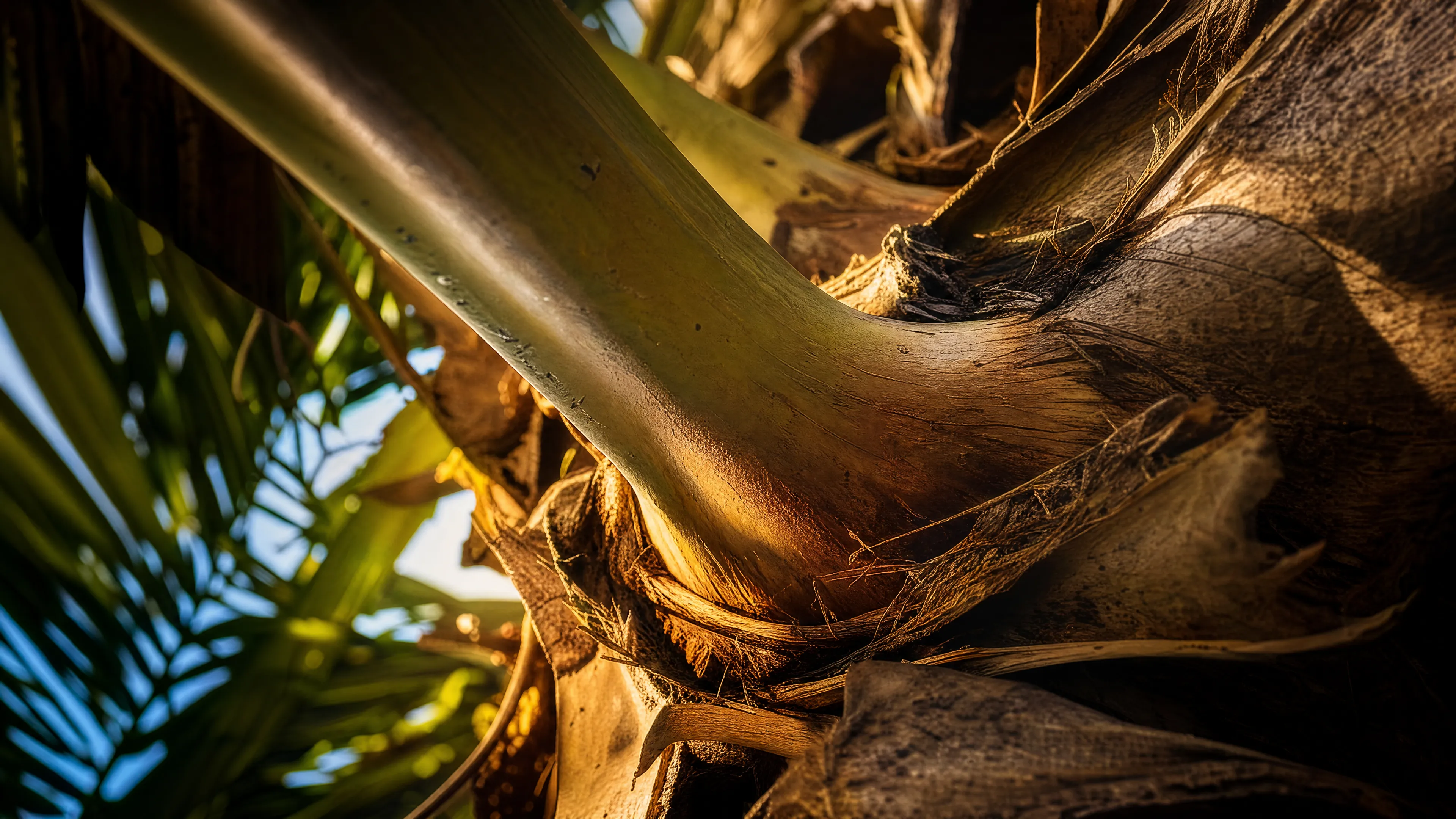 A close-up of a palm trunk crown showing the textured bark and fronds